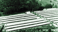 1981 동양 최대 규모(알로에 20만주)의 반월 농장 설립