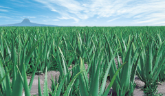 1989 멕시코 탐피코 농장